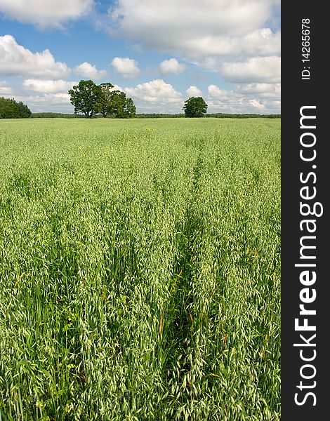 Green field of oats and the dark blue sky.