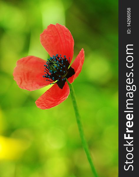 Young beautiful poppy flower. Composition of nature. Young beautiful poppy flower. Composition of nature.