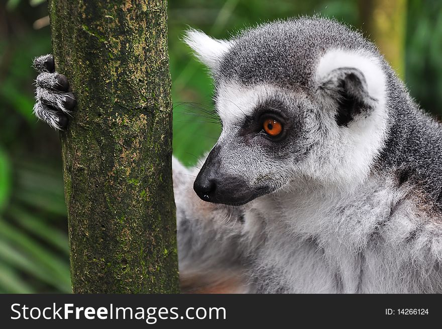 A Lemur with orange eyes staring into empty space while holding onto a tree trunk, seems to be thinking about something. A Lemur with orange eyes staring into empty space while holding onto a tree trunk, seems to be thinking about something.