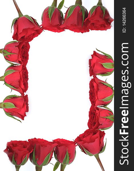 Beautiful red roses isolated on white