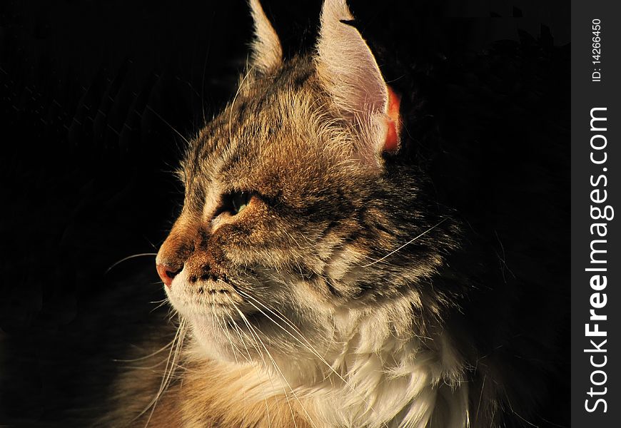Profile of a cat looking at the sun, on dark background. Profile of a cat looking at the sun, on dark background.