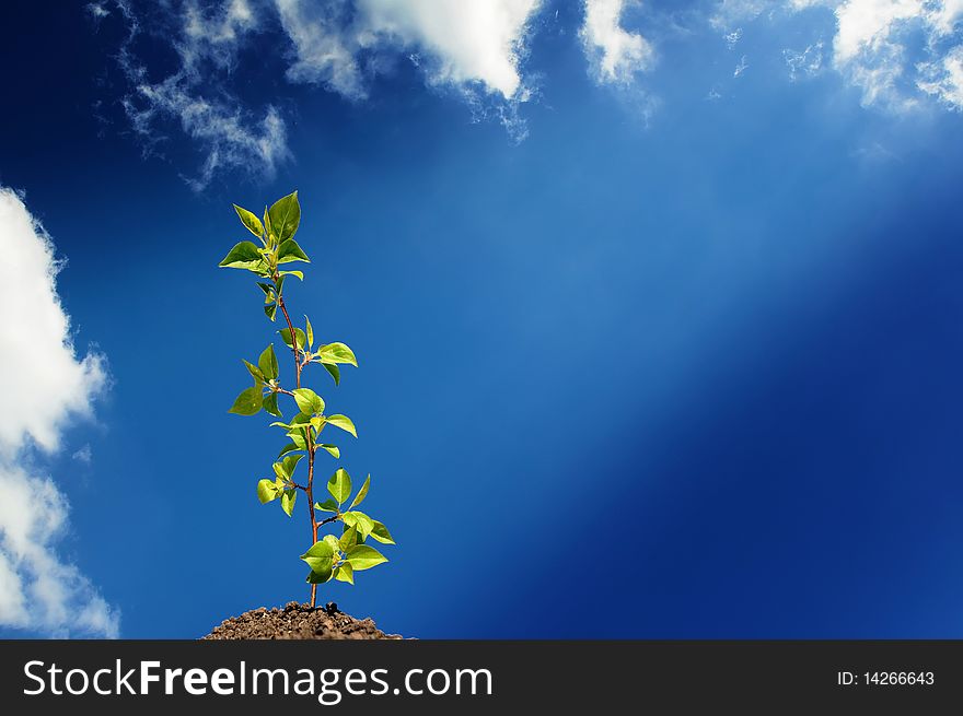 The young green sprout of wood against the sky. The young green sprout of wood against the sky