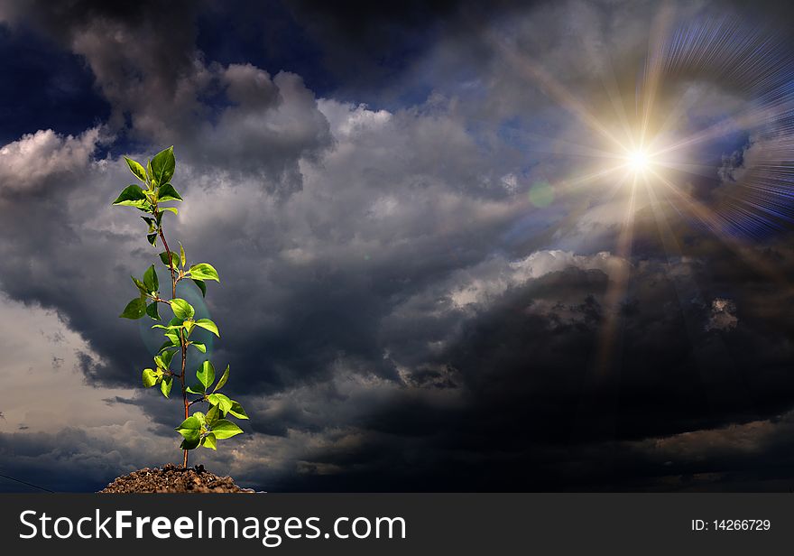 The young green sprout of wood against the sky. The young green sprout of wood against the sky