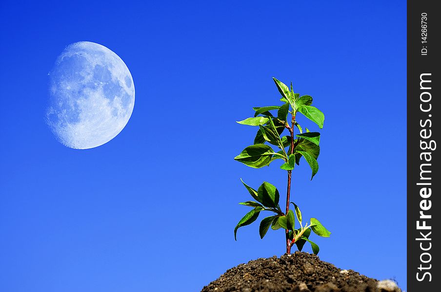 The young green sprout of wood against the sky. The young green sprout of wood against the sky