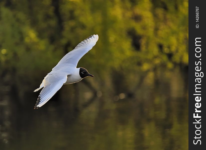 Black-headed gull