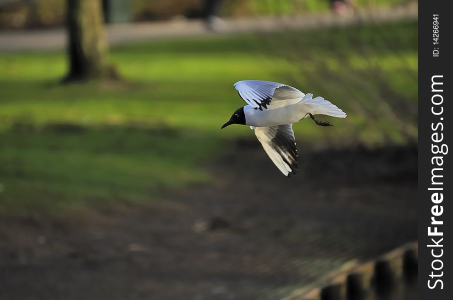 Black-headed Gull