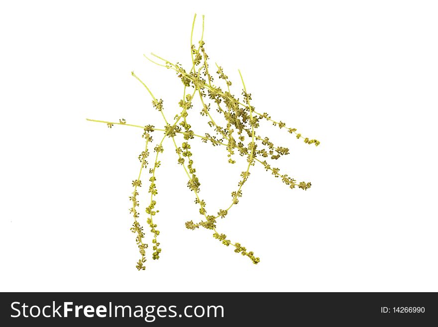 Bunch of oak catkins isolated on white background