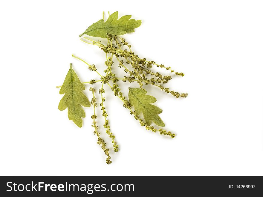 Oak Catkins with small green immature leaves. Oak Catkins with small green immature leaves