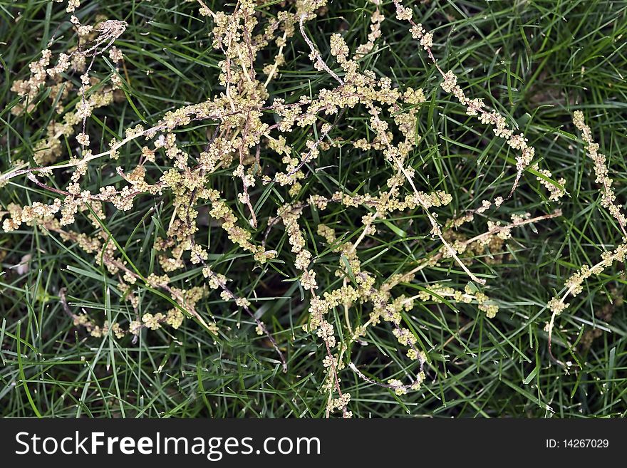 Oak catkins cover the grass on a lawn in spring. Oak catkins cover the grass on a lawn in spring