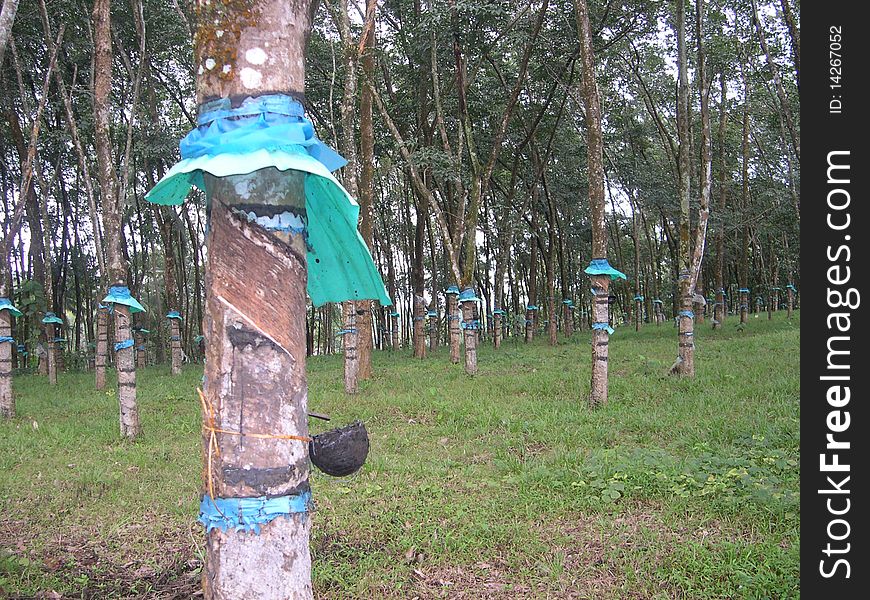 Cutting the rubber tree to remove the latex. The blue cover seen above is to prevent rain water enetring the container for collecting the latex. Cutting the rubber tree to remove the latex. The blue cover seen above is to prevent rain water enetring the container for collecting the latex.