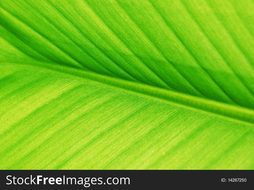 Texture of banana leaf on rainy season.