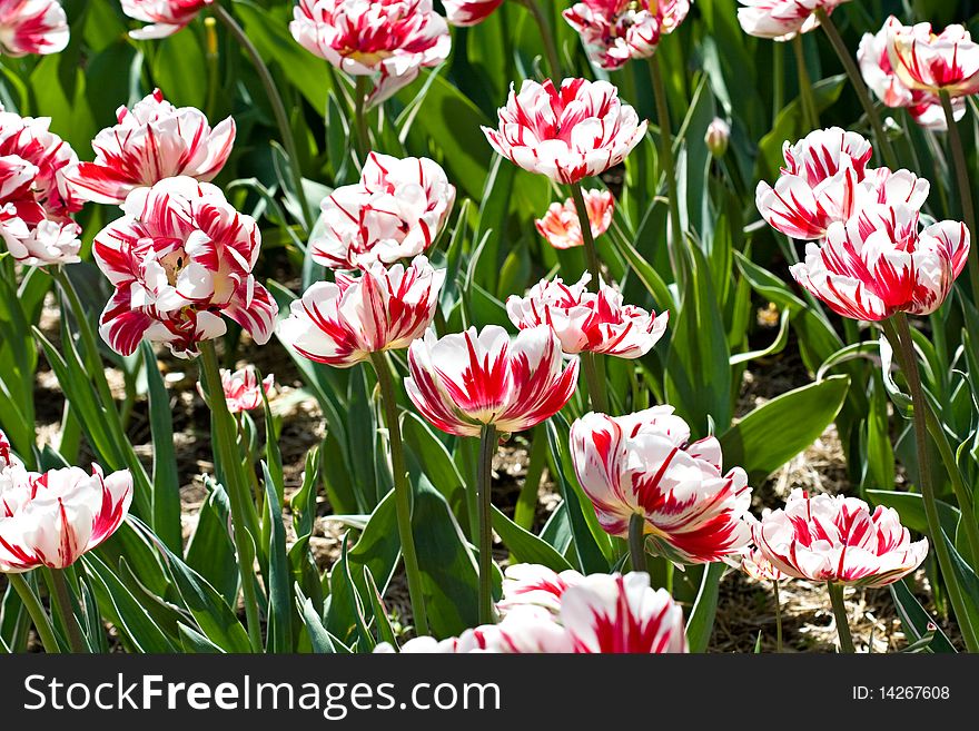 Beautiful Field Of Fresh Red White Tulips Blooming