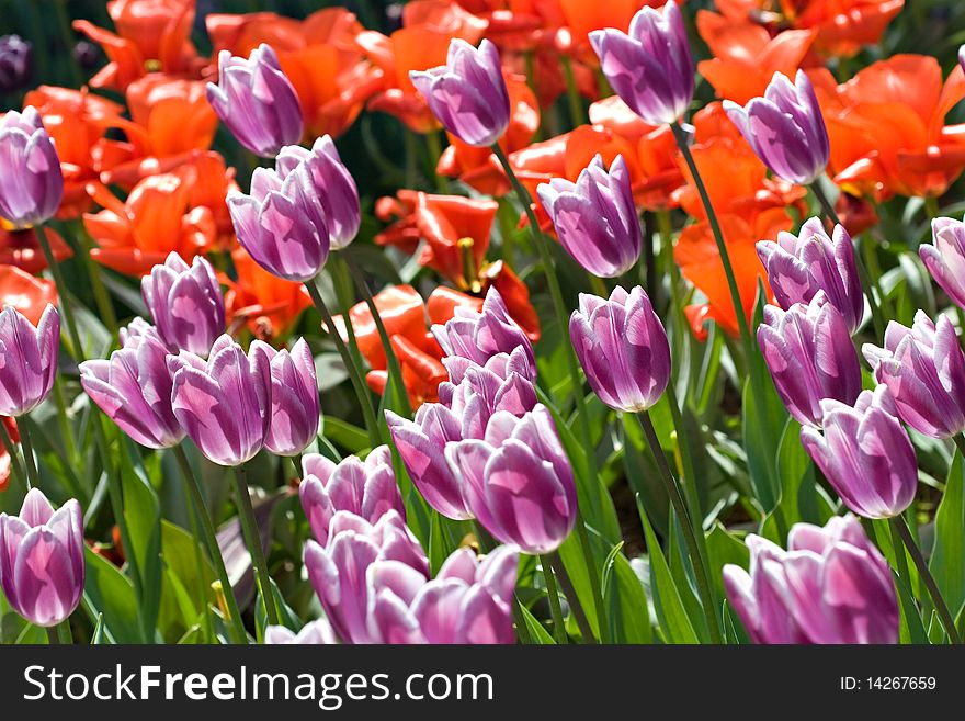 Purple and red blooming tulips field