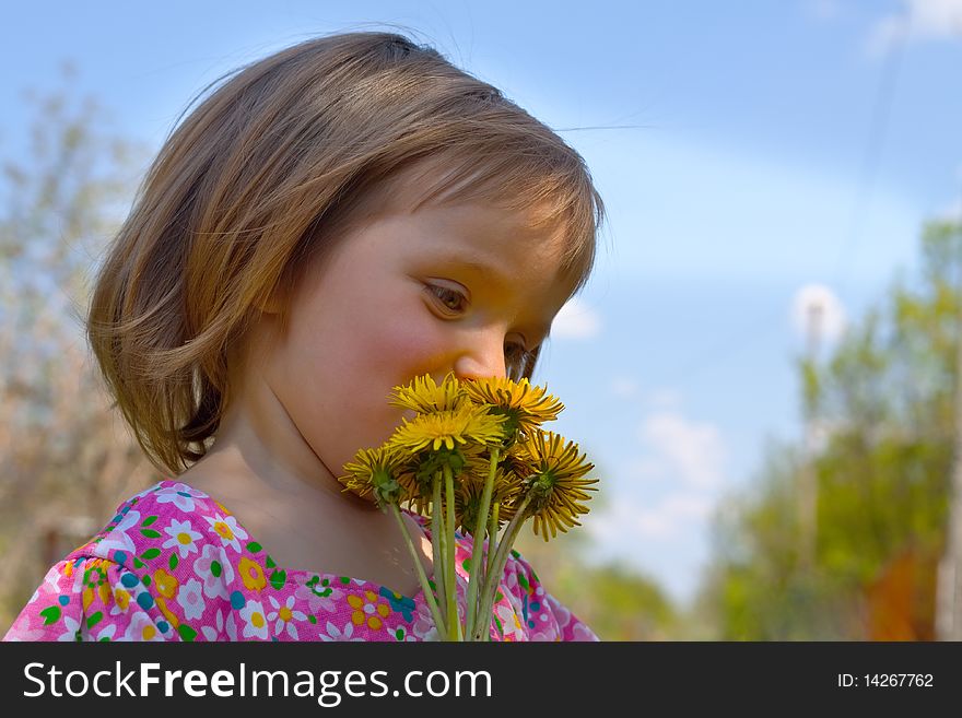 Portrait of cute little girl with yellow dandelions. Portrait of cute little girl with yellow dandelions