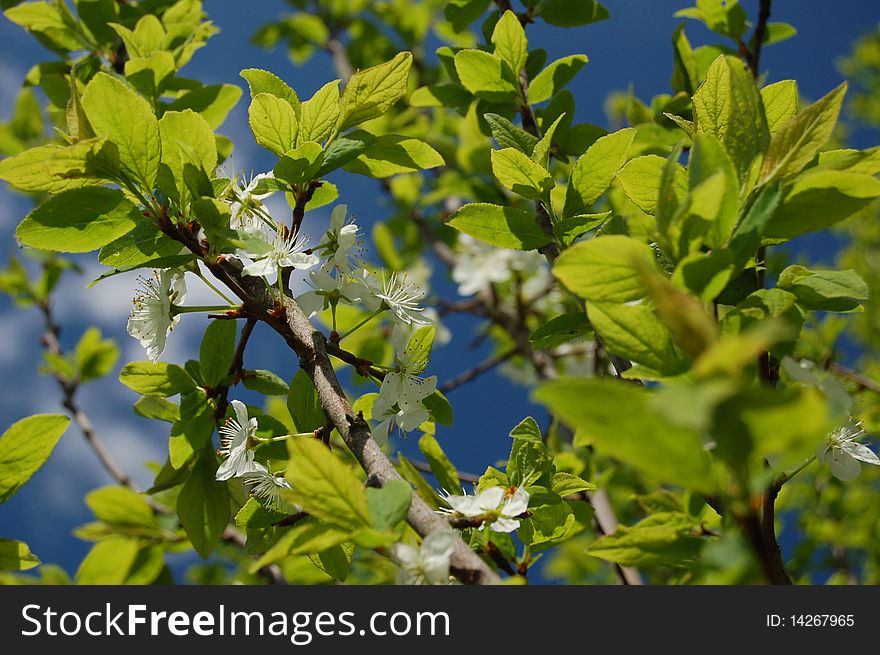 Green leafs and white flowers in springtime against the sky