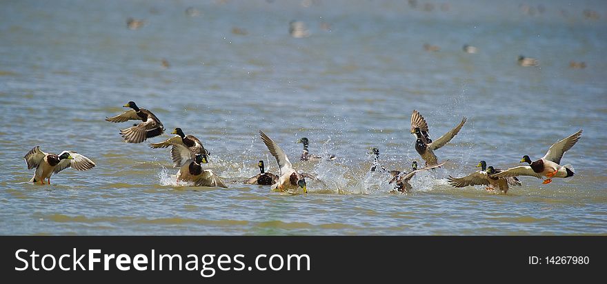 A group of male Mallards gets envolved in a big commotion as a fight over a single female breaks out at Delta del Ebre, northeast Spain. A group of male Mallards gets envolved in a big commotion as a fight over a single female breaks out at Delta del Ebre, northeast Spain.