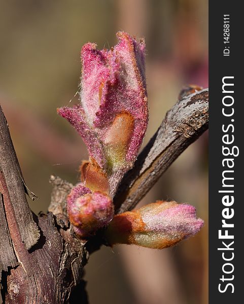 Bud of grape in spring