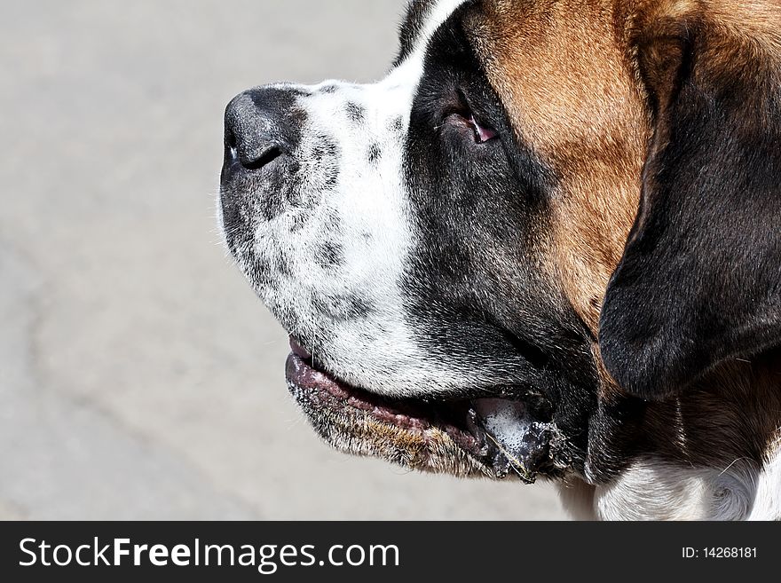 Portrait of a beautiful St. Bernard dog