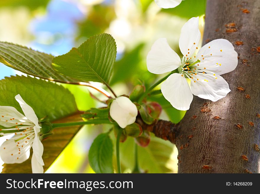 Spring Time: White Cherry Blossoms