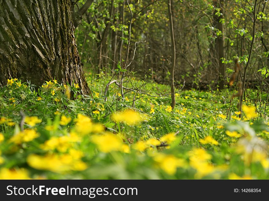 Timber glade is shown on picture with yelow flowers