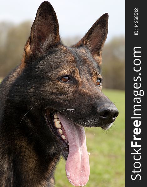 Portrait of German sheepdog in the sping park