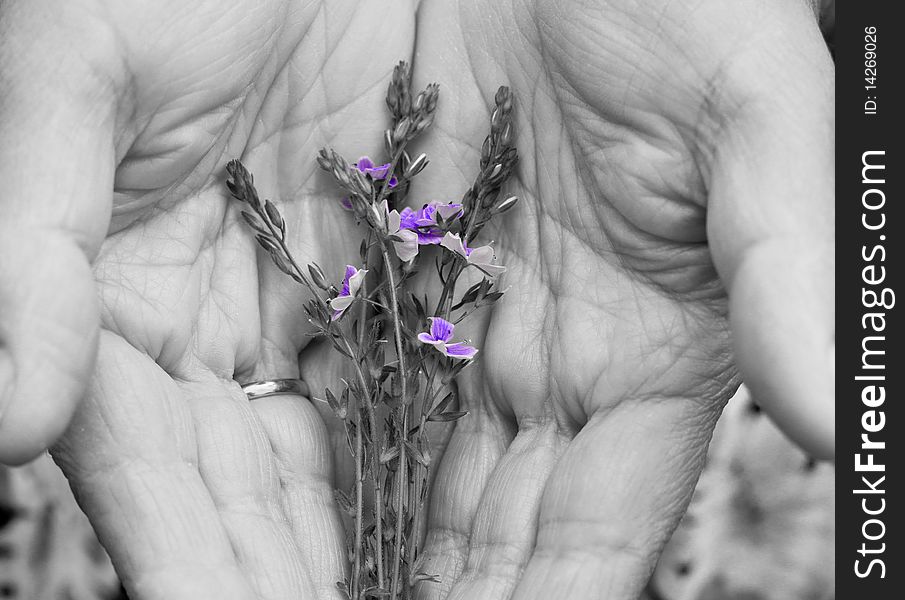 Violet flowers in the hands