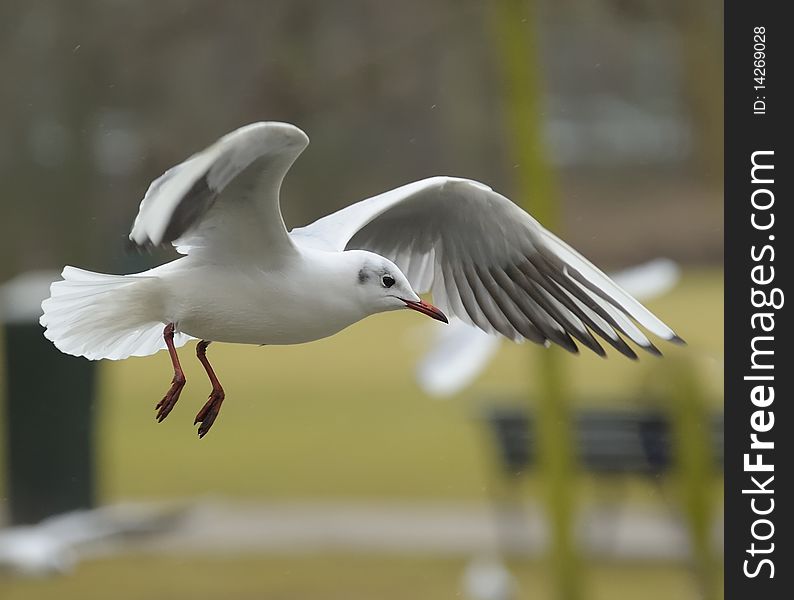 Black-headed gull