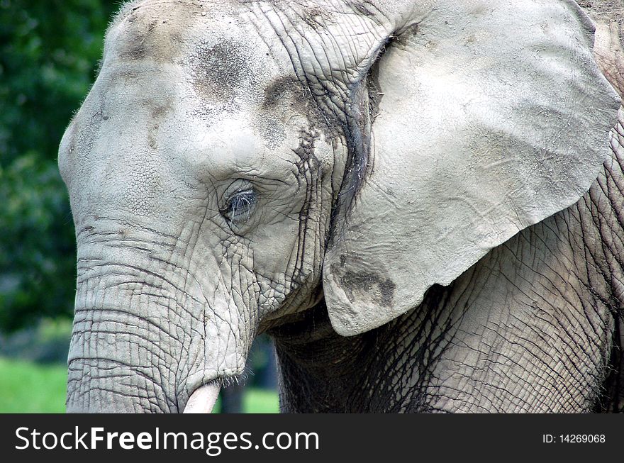 Photograph of elephants rough texture of skin. Photograph of elephants rough texture of skin