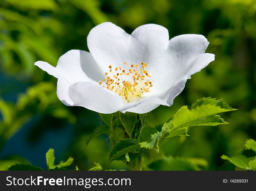 You see a wild rose close up. You see a wild rose close up.