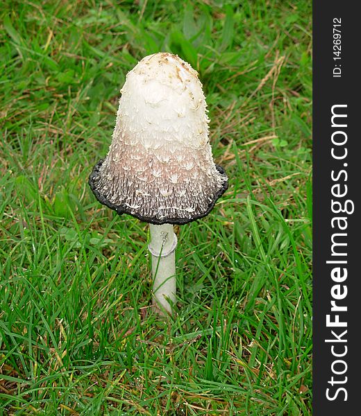 Shaggy Ink Cap mushroom unobstructed in grass