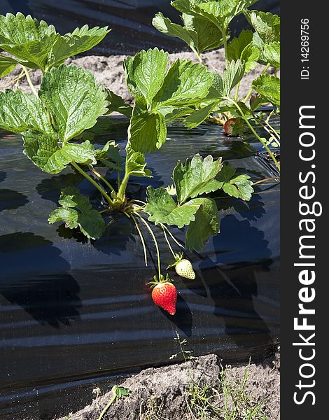 Strawberry-production