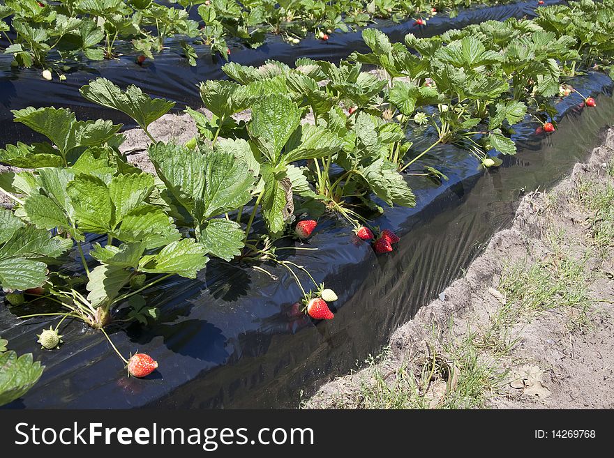 Detail of the bed of strawberry production