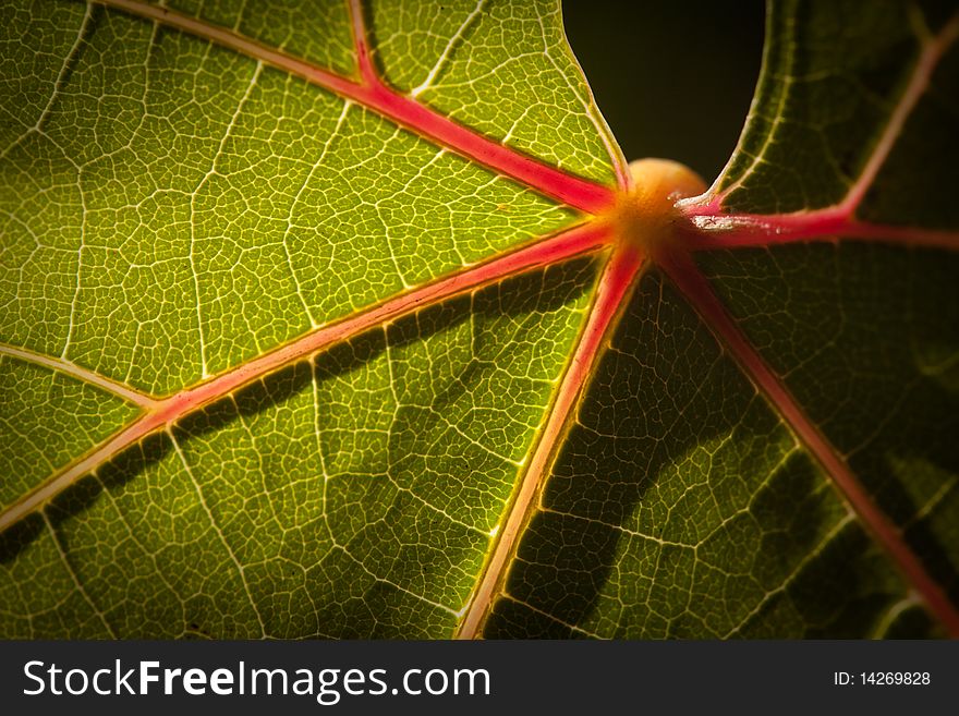 Dramatically Lit Grape Leaf On The Vine