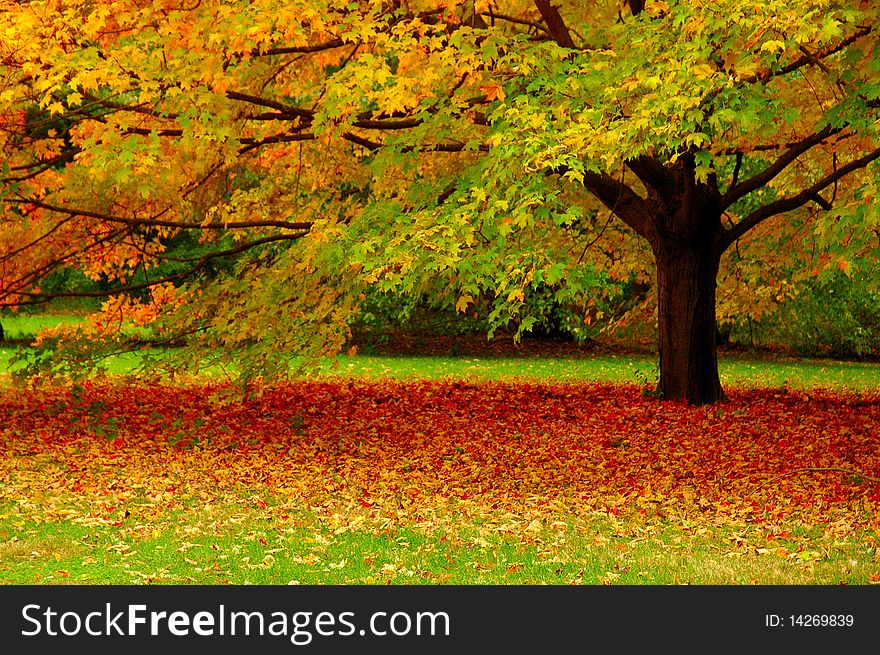 Tree with its foliage in the fall. Tree with its foliage in the fall