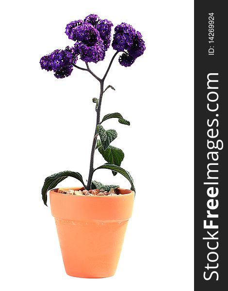 Plant with violet colours in a ceramic pot on a white background. Plant with violet colours in a ceramic pot on a white background.