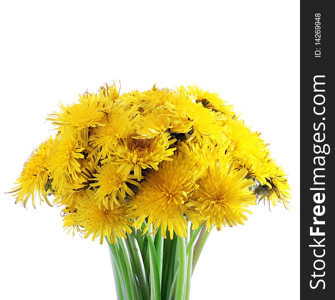 Fresh bouquet of yellow dandelion  isolated on white background