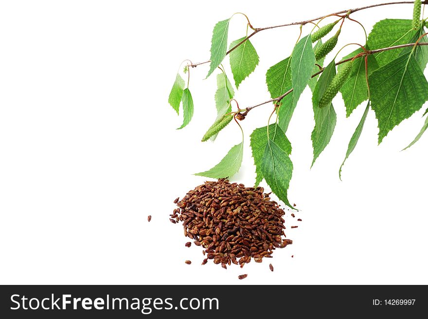 Green birch branches and dried birch buds isolated on a white background