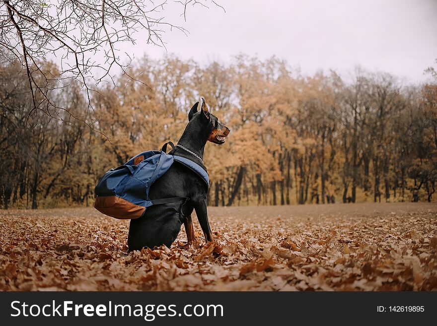 Doberman dog autumn on nature. Pet sits in autumn foliage. Doberman dog autumn on nature. Pet sits in autumn foliage