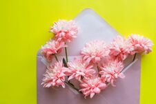 Pink Chrysanthemums Flowers, Envelope On Yellow Background. Birthday, Valentines Day, Mothers Day, Womens Day Royalty Free Stock Photography