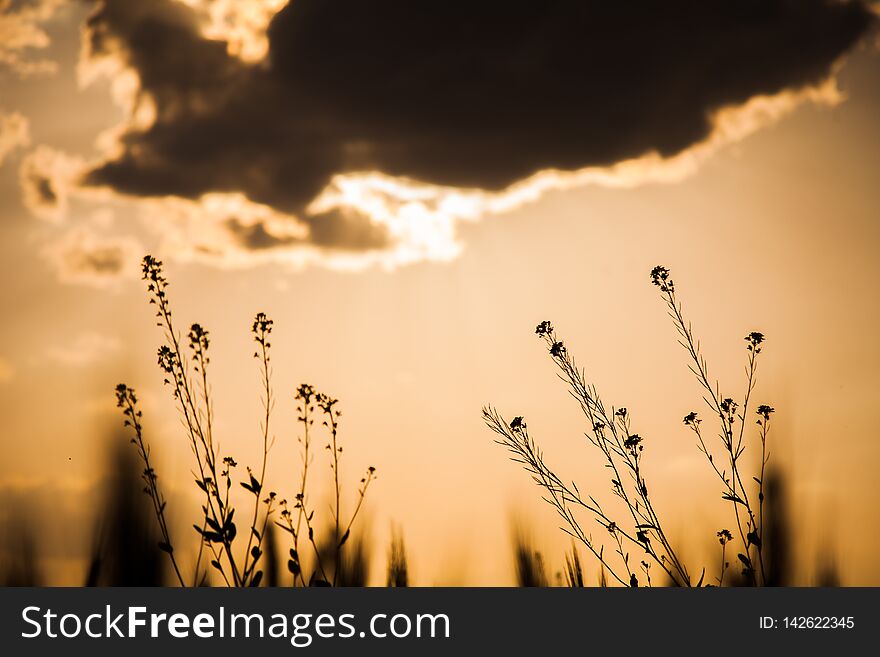 Mustard flowers with sunset in background