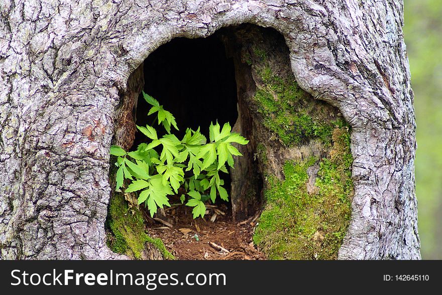 Shenandoah National Park, Virginia, May 13, 2009 Image shared as public domain on Pixabay as “Plants in Hollow Tree.”