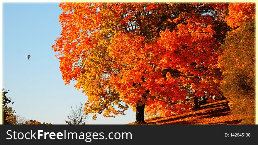 Orange trees autumn forest
