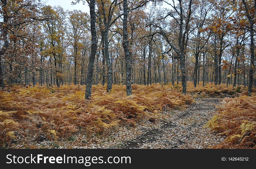 Fern Road