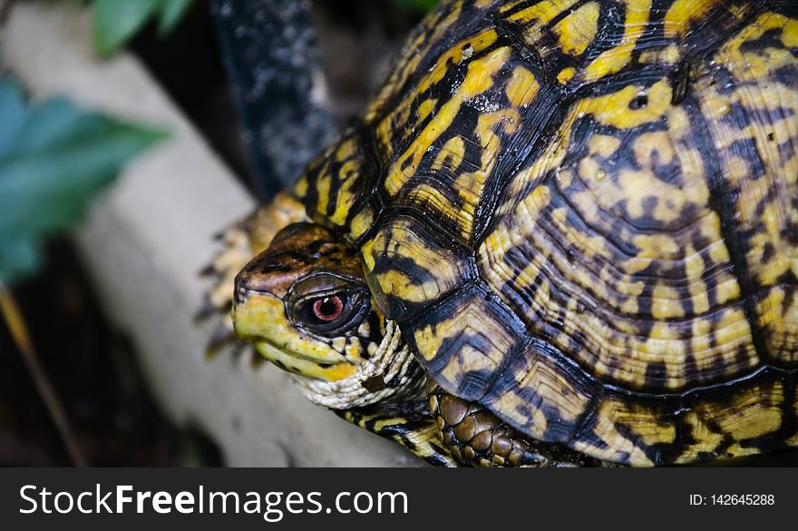 EasternBoxTurtle 08-03-2018 39