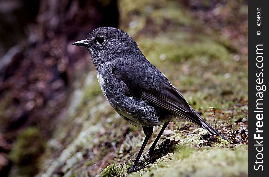 The New Zealand robin/toutouwai is a sparrow-sized bird found only in New Zealand. They are friendly and trusting, often coming to within a couple of metres of people. The people themselves are not always the attraction but the invertebrates disturbed by the activities of people. The robinâ€™s strong descending call of five or more notes is repeated often and makes their presence obvious. New Zealand robins are relatively long-lived, surviving up to 14 years where few or no predators exis. The New Zealand robin/toutouwai is a sparrow-sized bird found only in New Zealand. They are friendly and trusting, often coming to within a couple of metres of people. The people themselves are not always the attraction but the invertebrates disturbed by the activities of people. The robinâ€™s strong descending call of five or more notes is repeated often and makes their presence obvious. New Zealand robins are relatively long-lived, surviving up to 14 years where few or no predators exis