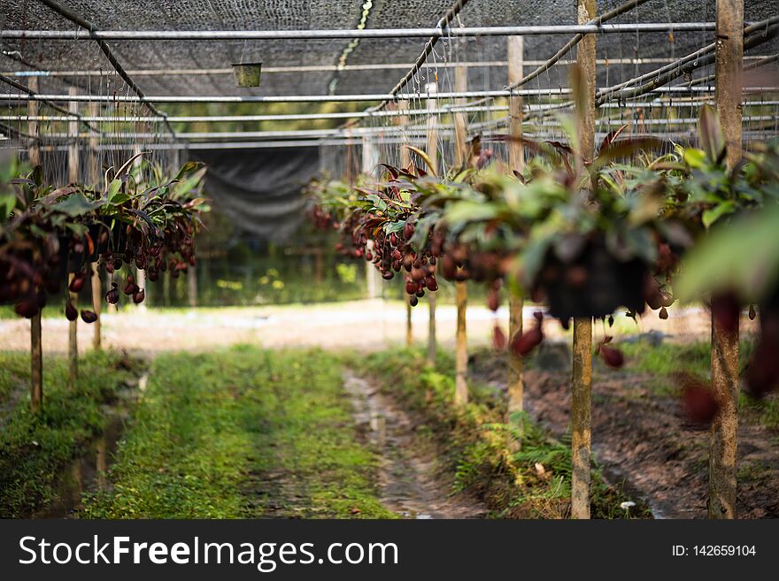 Close up of Nepenthes also called tropical pitcher plants or monkey cups in the plant nursery garden farm