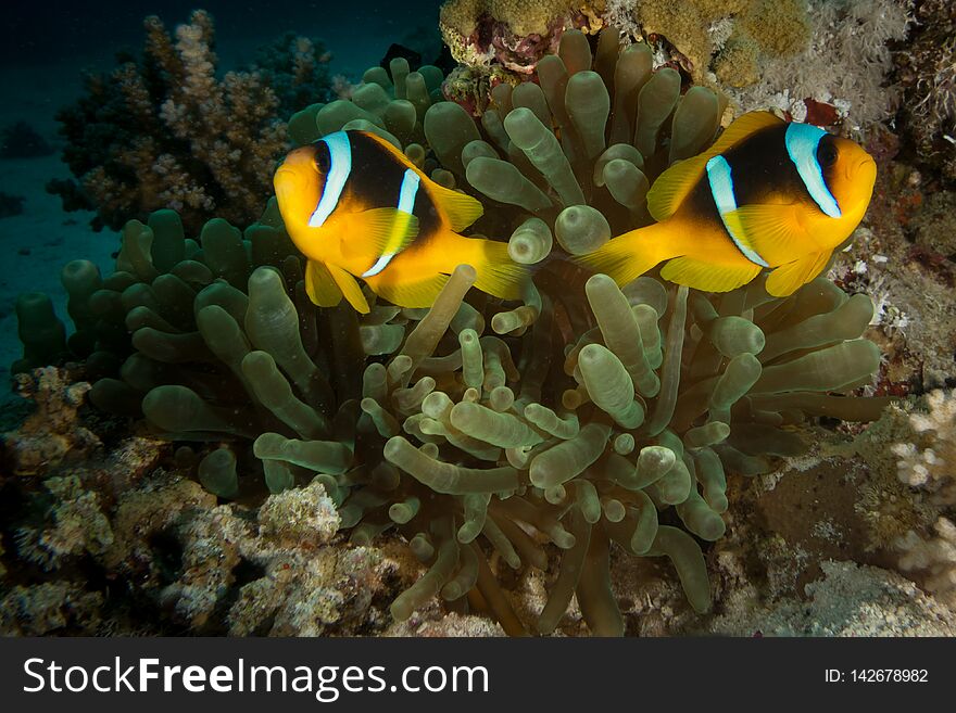 A red sea anemone fish in egypt