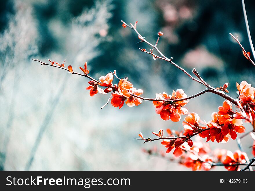 Snapshot of beautiful flowers during my walk