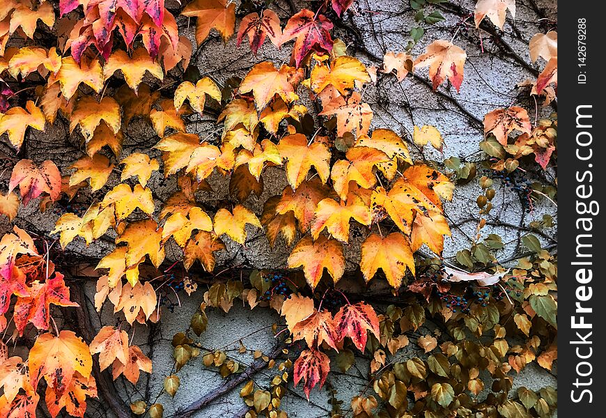 Autumn leaves and trees, nature background