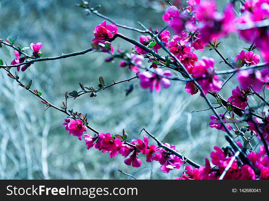 Snapshot of beautiful flowers during my walk  in this spring day in the park here in Thessaloniki,they have just blossomed and smell nice